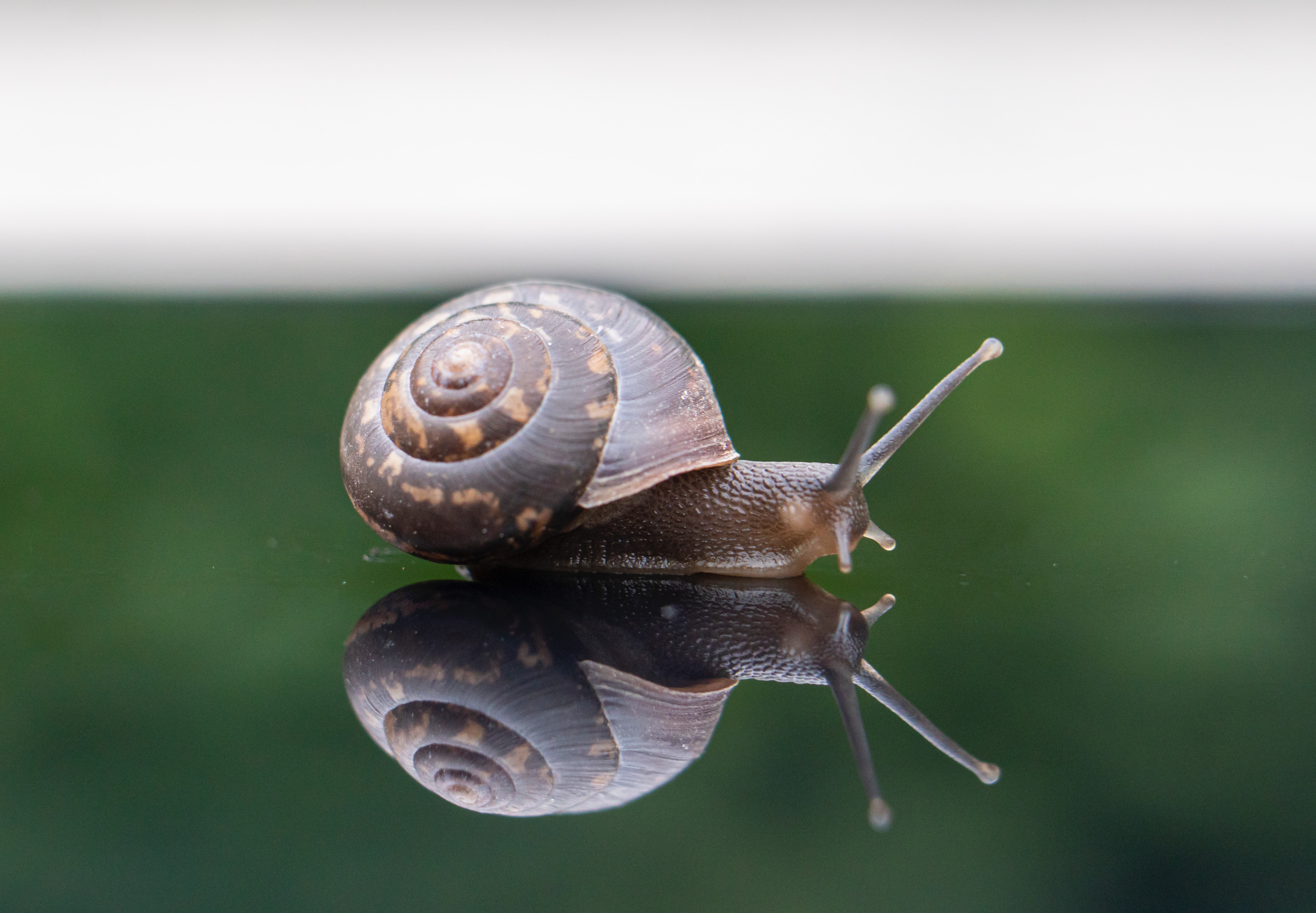 A Snail.